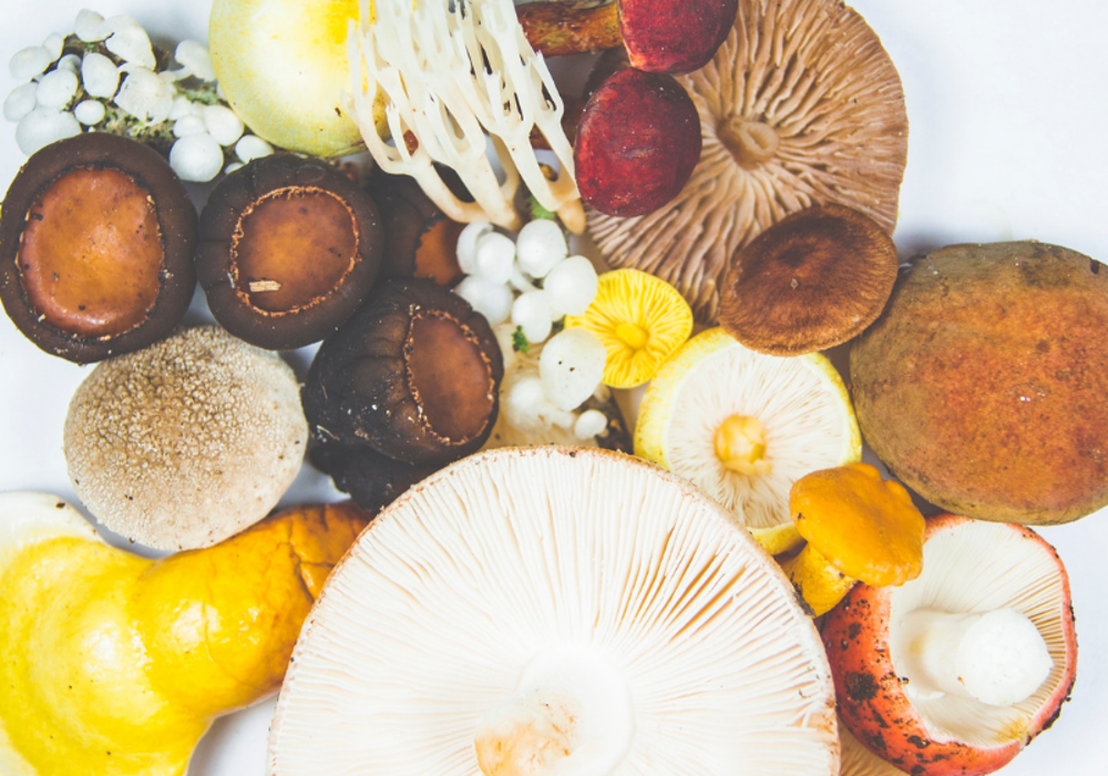 Mushroom