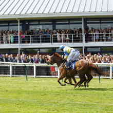 Nottingham Racecourse Horses 32005483207 O