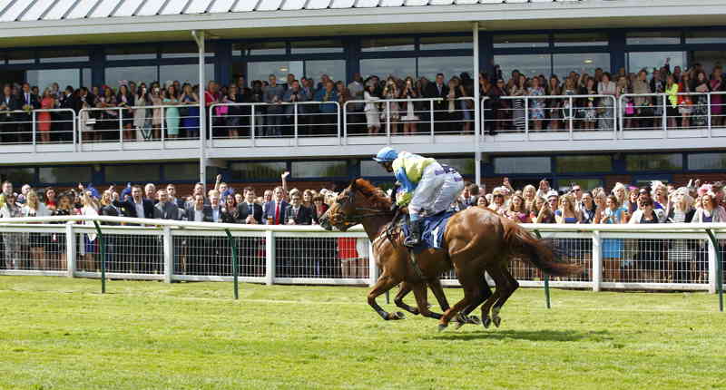 Nottingham Racecourse Horses 32005483207 O
