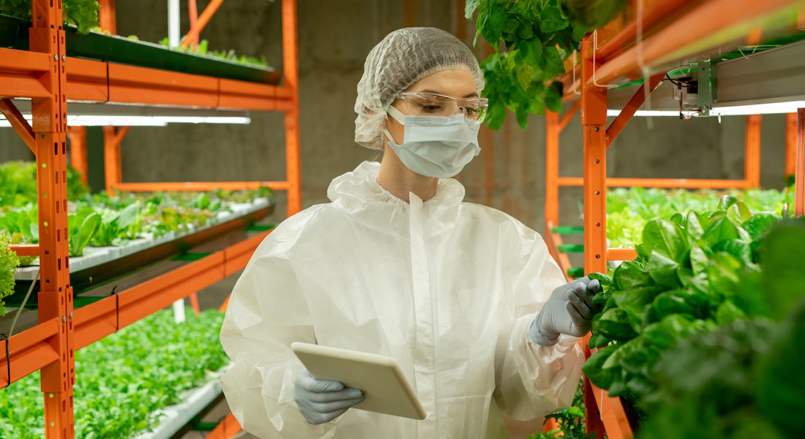 Checking Leaves Of Greens On Vertical Farm W8pk5vq