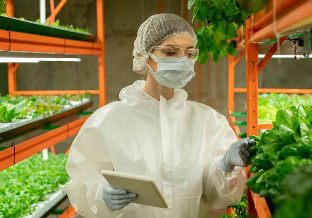 Checking Leaves Of Greens On Vertical Farm W8pk5vq