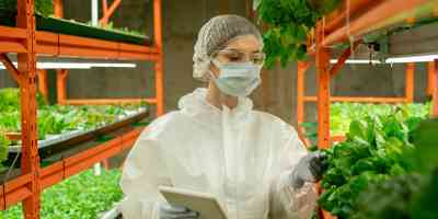 Checking Leaves Of Greens On Vertical Farm W8pk5vq