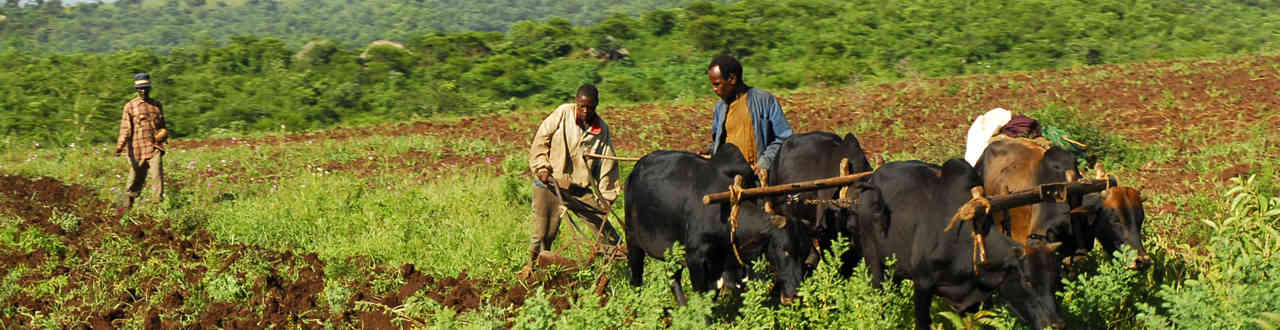 Com Fairtrade Harvesting 02