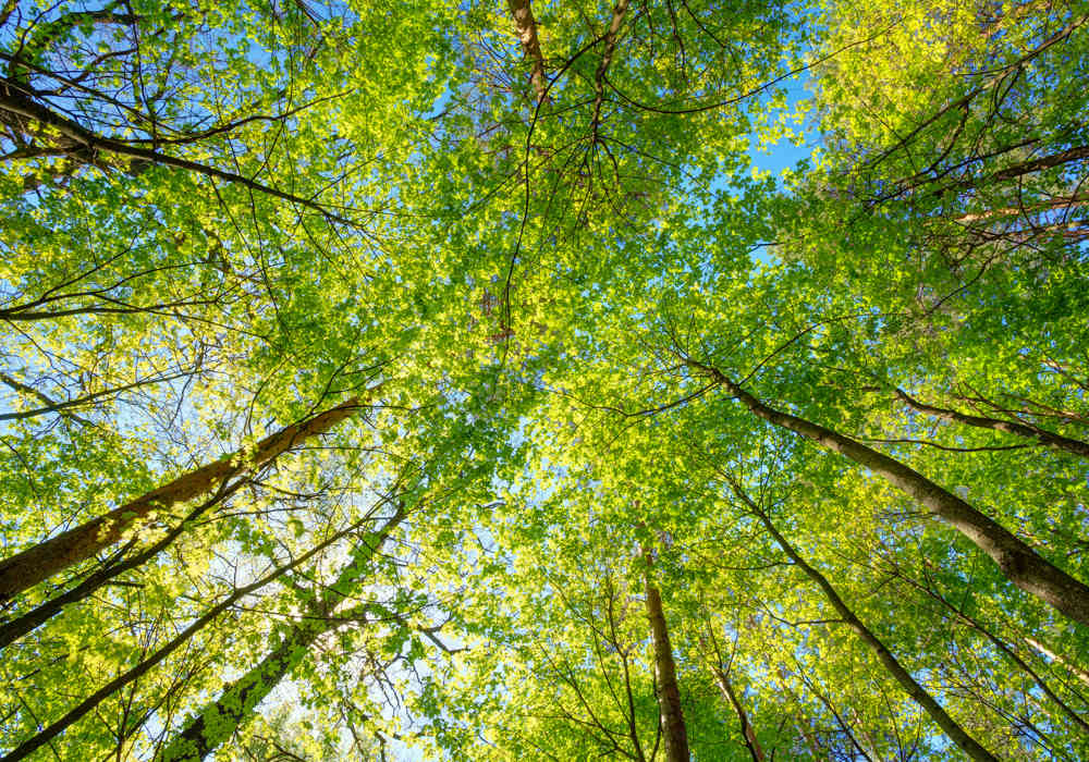 Environment