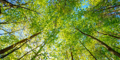 Environment