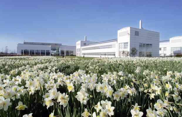 Entrance Daffodils