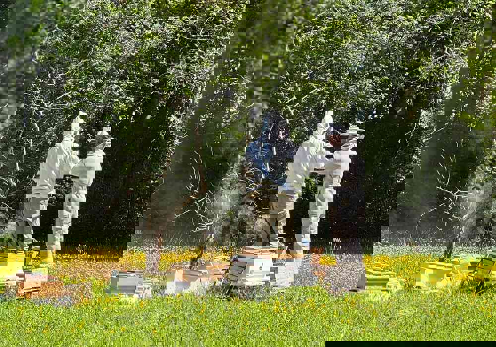 Bees 2