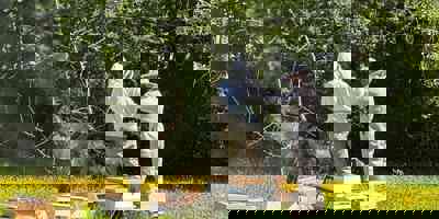 Bees 2