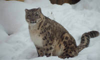 Snow Leopard Snow 1